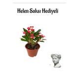 Nura Botanik Kadınlar Gününe Özel Kırmızı Renk Milii Dikenler Tacı Çiçeği, Helen Mini Saksı Hediyeli