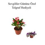 Nura Botanik Kadınlar Gününe Özel Kırmızı Renk Milli Diken, Kaktüs Helen Saksı Hediyeli