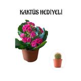 Nura Botanik Kadınlar Gününe Özel Pembe Kalanşo, Emel Hanım Çiçeği, Kaktüs Hediyeli