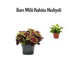 Nura Botanik Kadınlar Gününe Özel Renkli Yapraklı Yaprak-cam Güzeli, Sarı Milli Kaktüs Hediyeli