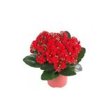 Nura Botanik Kalanşo Çiçeği, Kalanchoe Bitki, Ev Ofis Bitkisi, Kırmızı, 20-25 cm