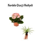 Nura Botanik Kalanşo (Kalanchoe) Çiçeği, Açık Pembe Renk, Hediyelik Kurdele Çiçek Hediyeli