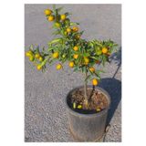 Nura Botanik Kamkat Fidanı Saksılı, 3.5 Yaş, 60-90 cm, Bol Verimli, Çok Renkli