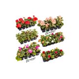 Nura Botanik Karışık Bitki Seti 3 Sardunya/ 2 Küpeli/ 2 Cam Güzeli/ 1 Yıldız(Dahlia) Çiçeği