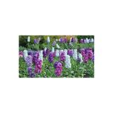 Nura Botanik Karışık Şebboy Çiçeği Fidanı Seti, 30 Adet, 5-15 cm, Tüplü, Erysimum