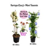 Nura Botanik Kartopu Çiçeği 1 ADET +Mavi Yasemin1 ADET+Pembe Gazanya Hediye Saksılı Bahçe Seti