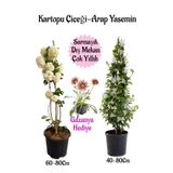 Nura Botanik Kartopu Çiçeği, Arap Yasemini, Pembe Gazanya Saksılı Bahçe Seti, 3 Adet