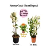 Nura Botanik Kartopu Çiçeği, Beyaz Begonvil, Sarı Gazanya Hediye Saksılı Bahçe Seti, 3'lü