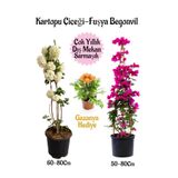 Nura Botanik Kartopu Çiçeği, Fuşya Begonvil, Sarı Gazanya Hediyeli Saksılı Bahçe Seti