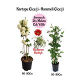 Nura Botanik Kartopu Çiçeği, Hanımeli Çiçeği, Pembe Gazanya Hediye Saksılı Bahçe Seti