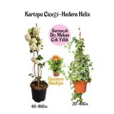 Nura Botanik Kartopu Çiçeği, Hedera Helix, Gazanya Hediye Saksılı Bahçe Seti