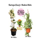 Nura Botanik Kartopu Çiçeği, Hedera Helix, Gazanya Hediye Saksılı Bahçe Seti