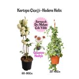 Nura Botanik Kartopu Çiçeği, Hedera Helix, Pembe Gazanya Hediye Saksılı Bahçe Seti
