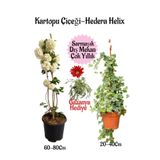 Nura Botanik Kartopu Çiçeği, Hedera Helix, Sarı Gazanya Hediye Saksılı Bahçe Seti, Çok Renkli