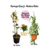 Nura Botanik Kartopu Çiçeği, Hedera Helix, Turuncu Gazanya Hediye Saksılı Bahçe Seti, 3'lü