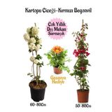 Nura Botanik Kartopu Çiçeği, Kırmızı Begonvil, Sarı Gazanya Hediyeli Saksılı Bahçe Seti