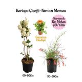 Nura Botanik Kartopu Çiçeği, Kırmızı Mercan, Sarı Gazanya Saksılı Bahçe Seti, 3 Adet