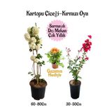 Nura Botanik Kartopu Çiçeği, Kırmızı Oya Ağacı, Sarı Gazanya Hediyeli Saksılı Bahçe Seti