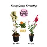 Nura Botanik Kartopu Çiçeği, Kırmızı Oya Ağacı, Turuncu Gazanya Hediyeli Saksılı Bahçe Seti