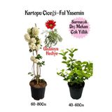 Nura Botanik Kartopu Çiçeği, Kokulu Ful Yasemin, Kırmızı Gazanya Hediyeli Saksılı Bahçe Seti