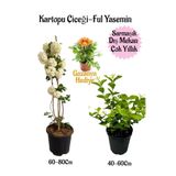 Nura Botanik Kartopu Çiçeği, Kokulu Ful Yasemin, Sarı Gazanya Hediyeli Saksılı Bahçe Seti