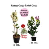 Nura Botanik Kartopu Çiçeği, Kokulu Leylak, Pembe Gazanya Hediye Saksılı Bahçe Seti