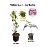 Nura Botanik Kartopu Çiçeği, Mor Salkım, Kırmızı Gazanya Hediyeli Saksılı Bahçe Seti, 3 Adet