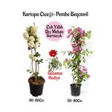 Nura Botanik Kartopu Çiçeği, Pembe Begonvil, Kırmızı Gazanya Hediyeli Saksılı Bahçe Seti, 3 Adet