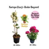 Nura Botanik Kartopu Çiçeği, Pembe Bodur Begonvil, Sarı Gazanya Hediyeli Saksılı Bahçe Seti, 3 Adet