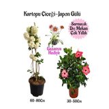 Nura Botanik Kartopu Çiçeği, Pembe Japon Gülü, Pembe Gazanya Saksılı Bahçe Seti, 3 Adet