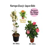 Nura Botanik Kartopu Çiçeği, Pembe Japon Gülü, Sarı Gazanya Saksılı Bahçe Seti, 3'lü Kombo