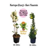 Nura Botanik Kartopu Çiçeği, Sarı Yasemin, Sarı Gazanya Hediyeli Saksılı Bahçe Seti, 3 Adet