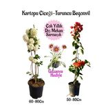 Nura Botanik Kartopu Çiçeği, Turuncu Begonvil, Pembe Gazanya Saksılı Bahçe Seti, 3 Adet