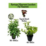Nura Botanik Kartopu Viburnum, Kokulu Ful Yasemin, Yaprak Güzeli Hediye Bahçe Bitkisi Seti, Çok Renkli