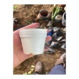 Nura Botanik Katı Plastik Sukulent Saksısı, 15 Adet, Beyaz, 5,5 cm