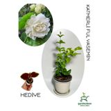 Nura Botanik Katmerli Yoğun Kokulu Yasemin Çiçeği, Saksılı, 30-60 cm, Bahçe Balkon Çiçeği