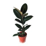 Nura Botanik Kauçuk Bitkisi, 50-60 cm, Ev Bitkisi, Ofis Bitkisi, Salon Bitkisi, İç Mekan Bitki