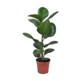 Nura Botanik Kauçuk Bitkisi, 50-60 cm, İç Mekan Bitki, Yeşil