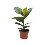 Nura Botanik Kauçuk Bitkisi Ficus Elastica, Tek Dal 20-45cm, İç Mekan Bitkisi
