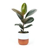 Nura Botanik Kauçuk - Ficus Elastica Robusta Canlı Salon Bitkisi 20-45cm