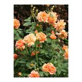 Nura Botanik Kavuniçi Yediveren Kokulu Gül Fidanı, 2 Adet, Saksılı/Tüplü, 35-60 cm, Bahçe Bitkisi