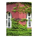 Nura Botanik Kaya Sarmaşığı, Hedera Helix, 40-60 cm, Duvar ve Çitler İçin