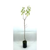 Nura Botanik Kayısı (Şekerpare) Fidanı 2 Yaş, 70-80 cm