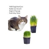 Nura Botanik Kedi Otu Mix, Filizli 15-20 cm Kedi Çimi Saksı Bitki, 1 Adet