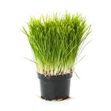 Nura Botanik Kedi Otu, Saksıda Filizli Çimi, 15-20 cm, Yeşil