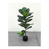 Nura Botanik Keman Yapraklı Kauçuk Çiçeği Fidanı, 60-80 cm, Saksılı, Yeşil