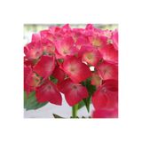 Nura Botanik Kıpkırmızı Çiçekli Ortanca Fidanı, 30-55 cm, Tüplü, Red Hydrangea