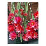Nura Botanik Kırmızı Atlas Çiçeği Sarkıcı Bitki, 10-20 cm, Red Epiphyllum