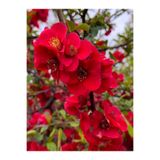Nura Botanik Kırmızı Bahardalı Çiçeği Fidanı, Japon Ayvası (Chaenomeles Japonica), Saksılı, 40-60 cm, 1 Adet