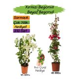 Nura Botanik Kırmızı Begonvil, Beyaz Begonvil, Buz Çiçeği 3'lü Peyzaj Seti, 30-80cm
